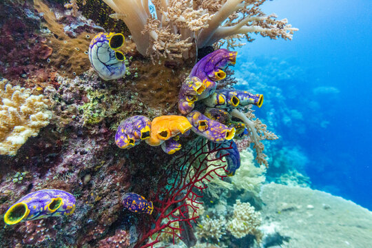 Colors of soft and hard corals with tropical fish in Misool, Raja Ampat, Papua, Indonesia