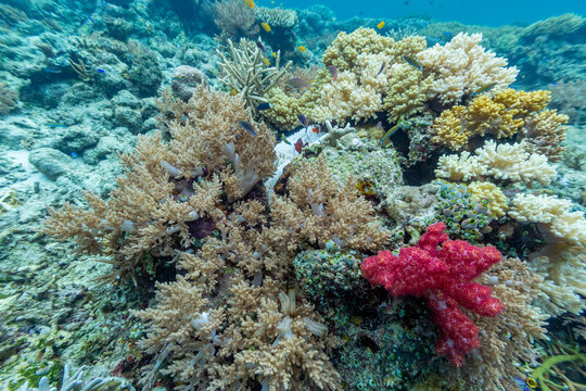 Diverse corals and tropical fish thrive in the waters of Misool, Raja Ampat in Papua, Indonesia