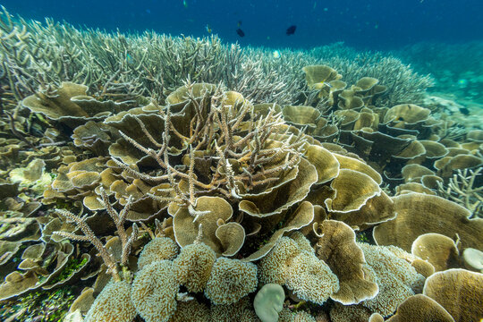 Colorful corals and tropical fish thrive in clear waters around Misool island in Raja Ampat, Papua, Indonesia