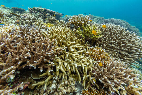 Underwater scene with soft and hard corals and tropical fish in Raja Ampat, Papua, Indonesia during a sunny day