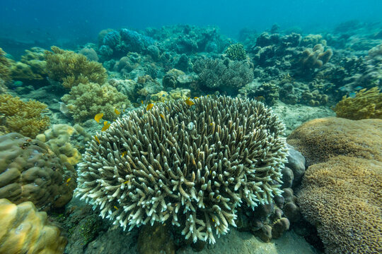 Exploring coral reefs and tropical fish beneath clear waters of Misool in Raja Ampat, Papua, Indonesia