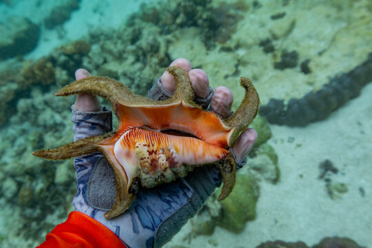 Discovering Harpago chiragra underwater in Papua, Indonesia while exploring coral reefs