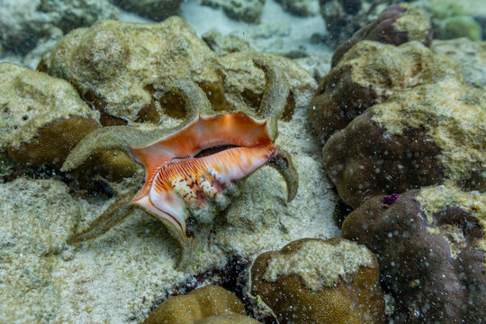Chiragra conch moves along the seabed near coral reef in Misool, Raja Ampat, Papua, Indonesia