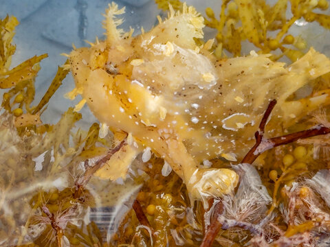 Sargassumfish caught in a mask amidst the sargassum on Misool Island in Raja Ampat, Papua, Indonesia