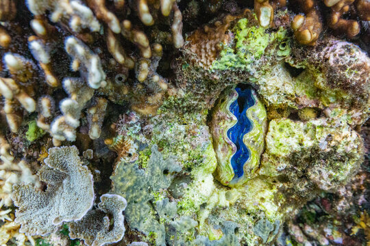 Giant clam mantle displays vibrant colors in clear water over coral at Misool in Raja Ampat, Papua, Indonesia