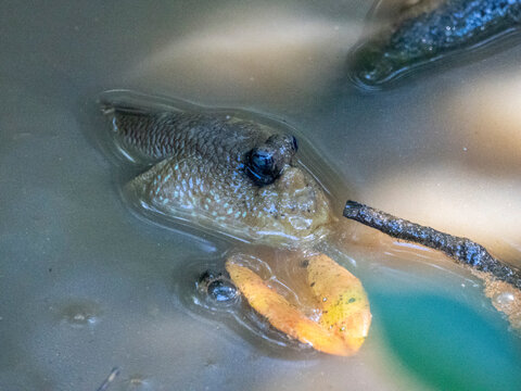 Giant mudskipper swims in shallow water in Sepilok Orangutan Rehabilitation Center, Sabah, Malaysia