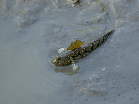 Giant mudskipper foraging in muddy habitat at Sepilok Orangutan Rehabilitation Center Sabah Malaysia