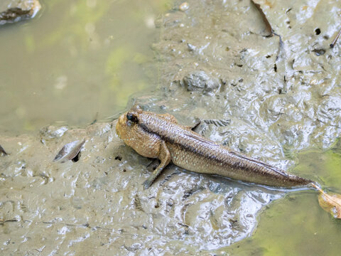 Giant mudskipper rests on wet mud in Sepilok Orangutan Rehabilitation Center in Sabah, Malaysia