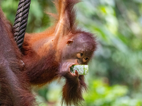 Mother Bornean orangutan watches as infant explores food in tree at rehabilitation center in Malaysia