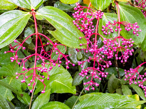 Medinilla formosana blooms display bright clusters in a tropical setting of Sabah Malaysia's flora