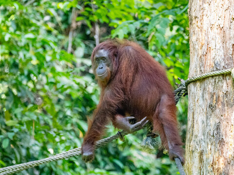 Bornean orangutan moving along a rope at the rehabilitation center in Sabah, Malaysia