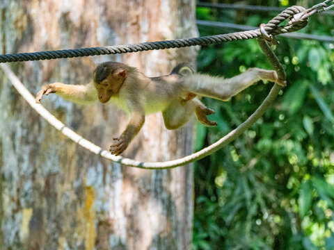 Southern pig-tailed macaque swinging on a rope at Sepilok Orangutan Rehabilitation Center in Sabah Malaysia