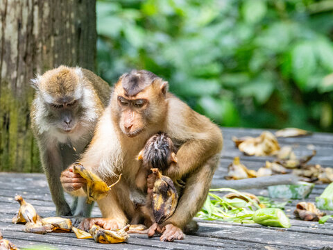 Mother pig-tailed macaque holds infant while eating in a natural setting in Sabah, Malaysia