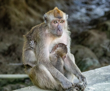 Mother long-tailed macaque nurses her infant in Sabah, Malaysia