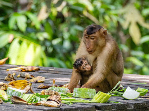 Mother pig-tailed macaque cares for infant while sharing food at a rehabilitation center in Sabah, Malaysia