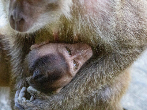 Mother long-tailed macaque cares for her infant in Labuk Bay, Sabah, Malaysia during daylight