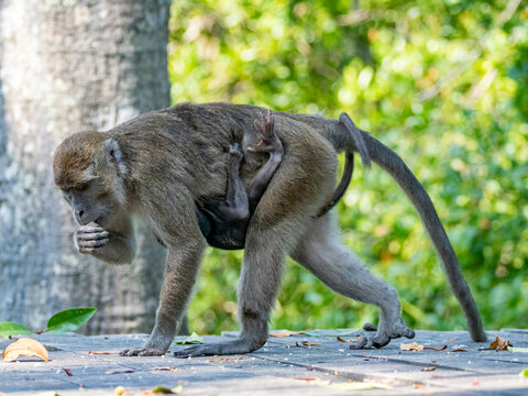 Mother long-tailed macaque carries infant while foraging for food in Malaysia's wildlife sanctuary