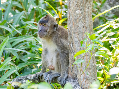 Rehabilitated long-tailed macaque observes surroundings at Labuk Bay Sanctum in Sabah, Malaysia