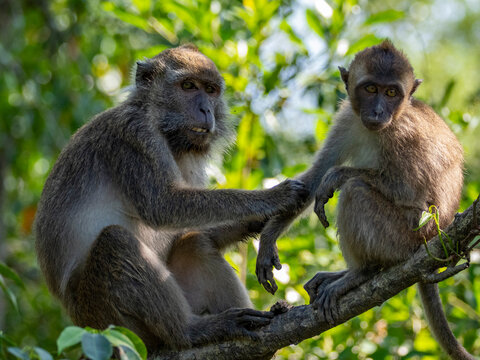 Mother long-tailed macaque cares for her infant in a tree at Labuk Bay sanctuary in Sabah, Malaysia during daylight hours