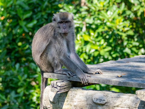 Long-tailed macaque sits on a platform in Labuk Bay Proboscis Monkey Sanctuary in Sabah, Malaysia observing surroundings