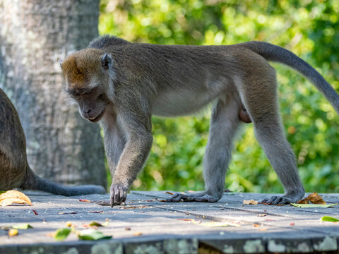 Long-tailed macaques explore their surroundings at a sanctuary in Sabah, Malaysia, during the afternoon hours