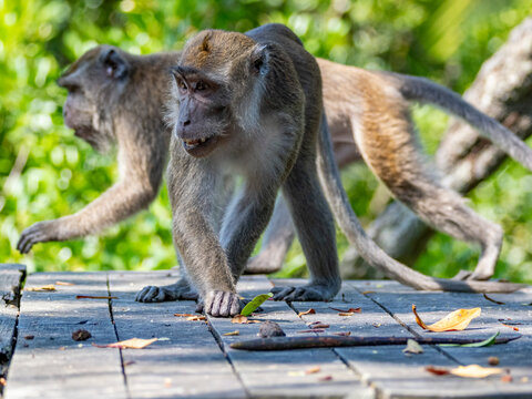 Long-tailed macaques walk on wooden platform at sanctuary in Sabah Malaysia during daylight hours