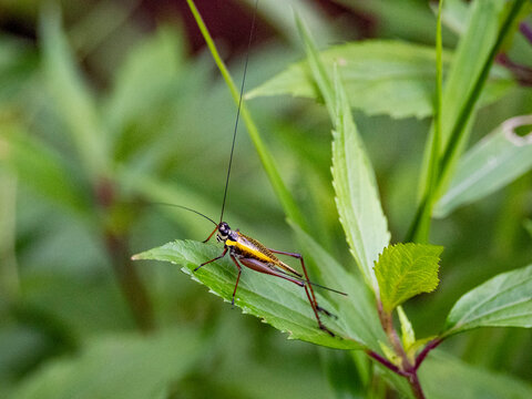 Grasshopper Nisitrus vittatus resting on a leaf in the natural habitat of Mount Kinabalu Park in Sabah Malaysia