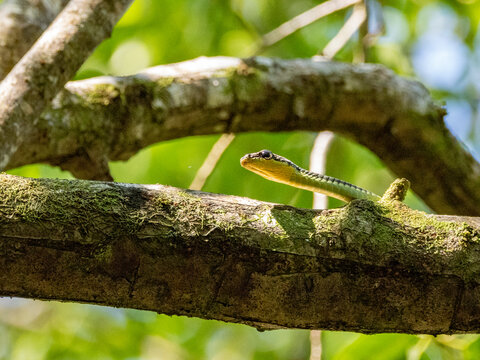 Painted bronzeback snake resting on a branch in a forest setting during daylight in Malaysia