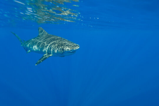 Adult tiger shark swims through the clear waters of the AuAu Channel in Hawaii in the Pacific Ocean