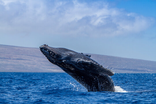 Adult male humpback whale breaches in the Pacific Ocean in Hawaii during its annual migration season