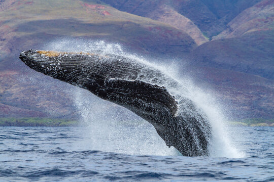 Humpback whale breaching in AuAu Channel in Hawaii during whale watching season