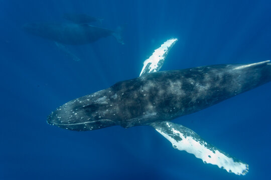 Curious calf and escort humpback whale explore underwater region in AuAu Channel, Hawaii, USA, during their ocean journey