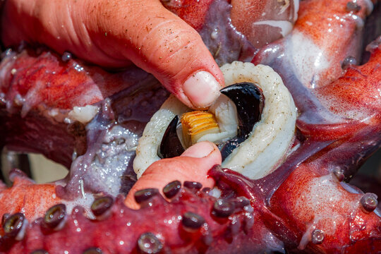 Humboldt squid washed up on beach in Baja California Sur, Mexico, showing unique features and details of its body