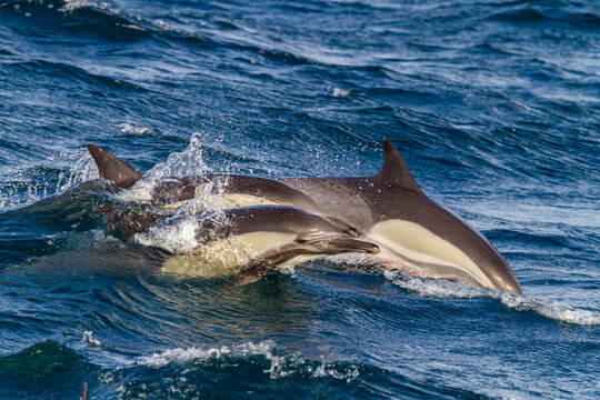 Long-beaked common dolphins swimming near Isla del Carmen in Baja California Sur, Mexico during bright sunlight hours