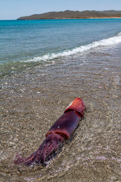 Humbolt squid washes up on the beach in Baja California Sur, Mexico
