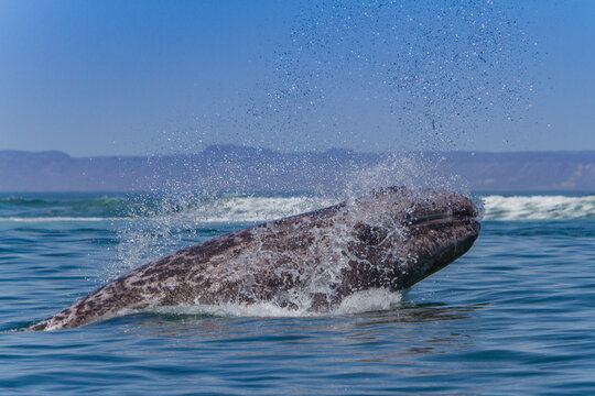 California gray whale calf breaches in San Ignacio Lagoon during migration season in Baja California Sur, Mexico