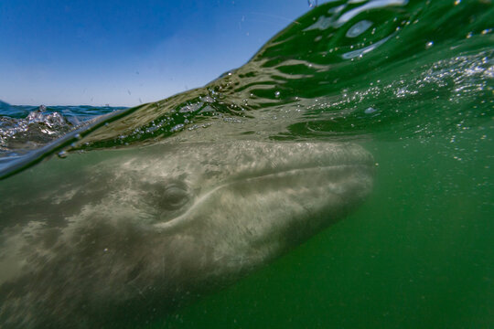 California gray whale calf swims in clear waters of San Ignacio Lagoon, Mexico, displaying behavior typical of young marine mammals