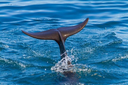Pod of short-finned pilot whales swimming in the waters off Baja California