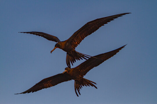 Two magnificent frigatebirds in flight over the sky in Baja California Sur, Mexico during the late afternoon