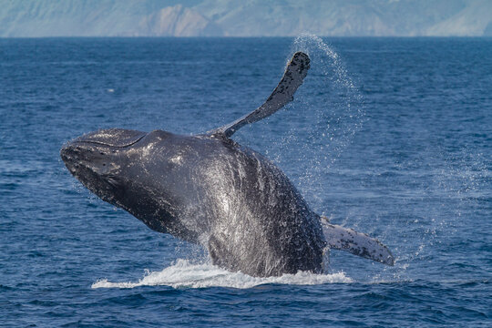 Breaching adult humpback whale in Baja California Sur waters displays powerful movement with splash