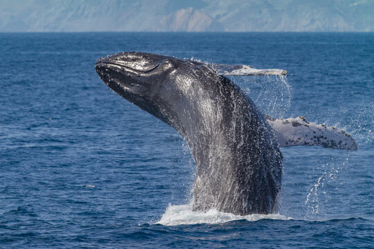 Adult humpback whale breaches in the waters of Baja California Sur, Mexico near Isla Magdalena