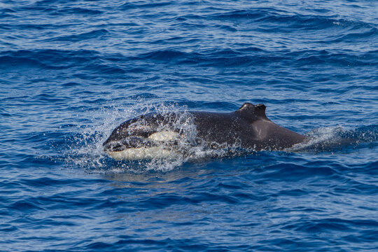 Juvenile killer whale surfacing with a missing dorsal fin in Baja California Sur Mexico