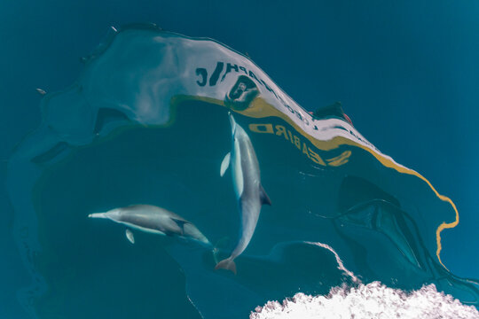 Long-beaked common dolphins bow riding in clear waters near Isla del Carmen, Baja California Sur, Mexico
