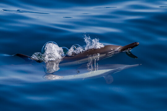Long-beaked common dolphins swim and play near Isla del Carmen in Baja California Sur, Mexico during a sunny day at sea