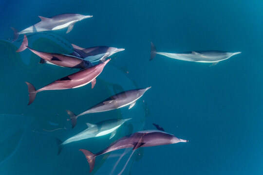Long-beaked common dolphins bow riding in clear waters of Baja California Sur, Mexico near Isla del Carmen during midday