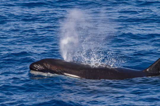 Adult killer whale surfaces off Cabo Corso in Baja California Sur, Mexico at 24 37.9N 112 13.1W