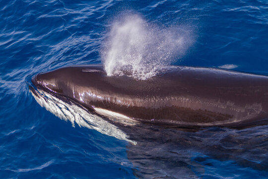 Killer whale surfaces in clear water off Cabo Corso, Baja California Sur, Mexico