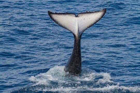 Adult killer whale tail-slapping in the ocean near Cabo Corso, Baja California Sur, showcasing playful behavior and marine life interaction