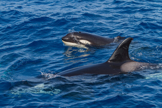 Juvenile killer whale surfaces in Cabo Corso with a missing dorsal fin in Baja California Sur