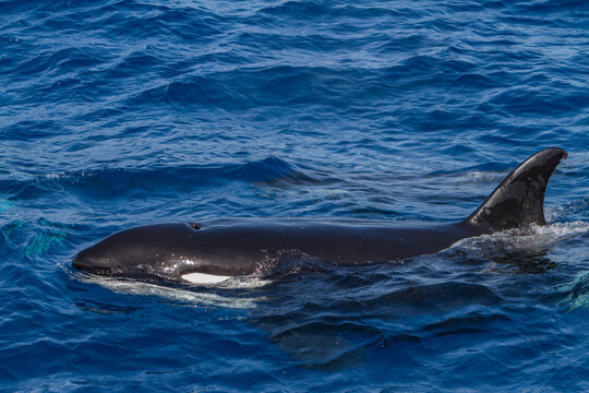 Killer whale surfaces in blue waters off Cabo Corso in Baja California Sur, Mexico showcasing its strength in marine habitat